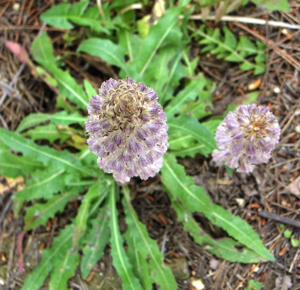 Orobanche picridis / Orobanche della picride