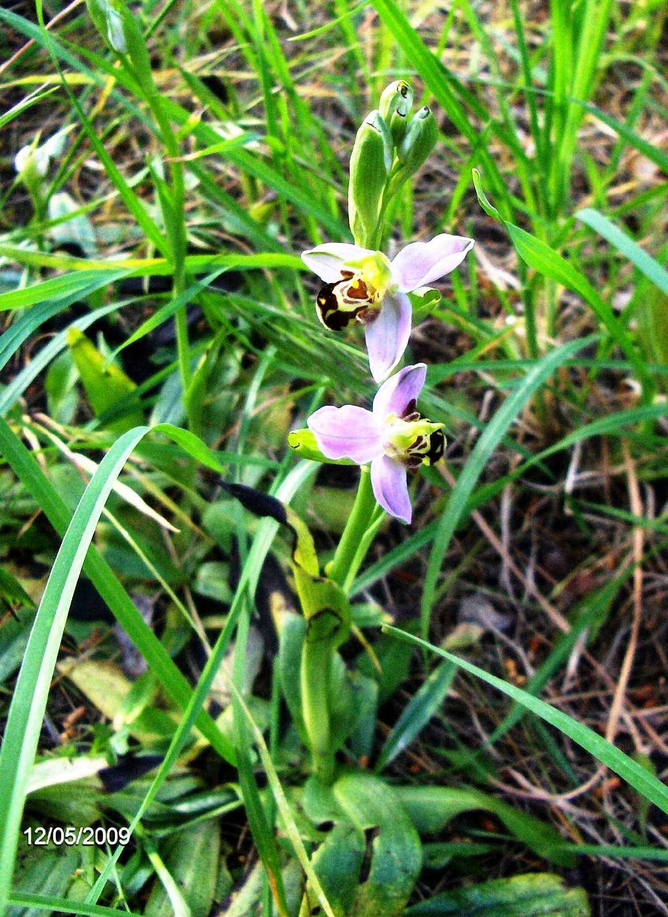 Ophrys sp.?