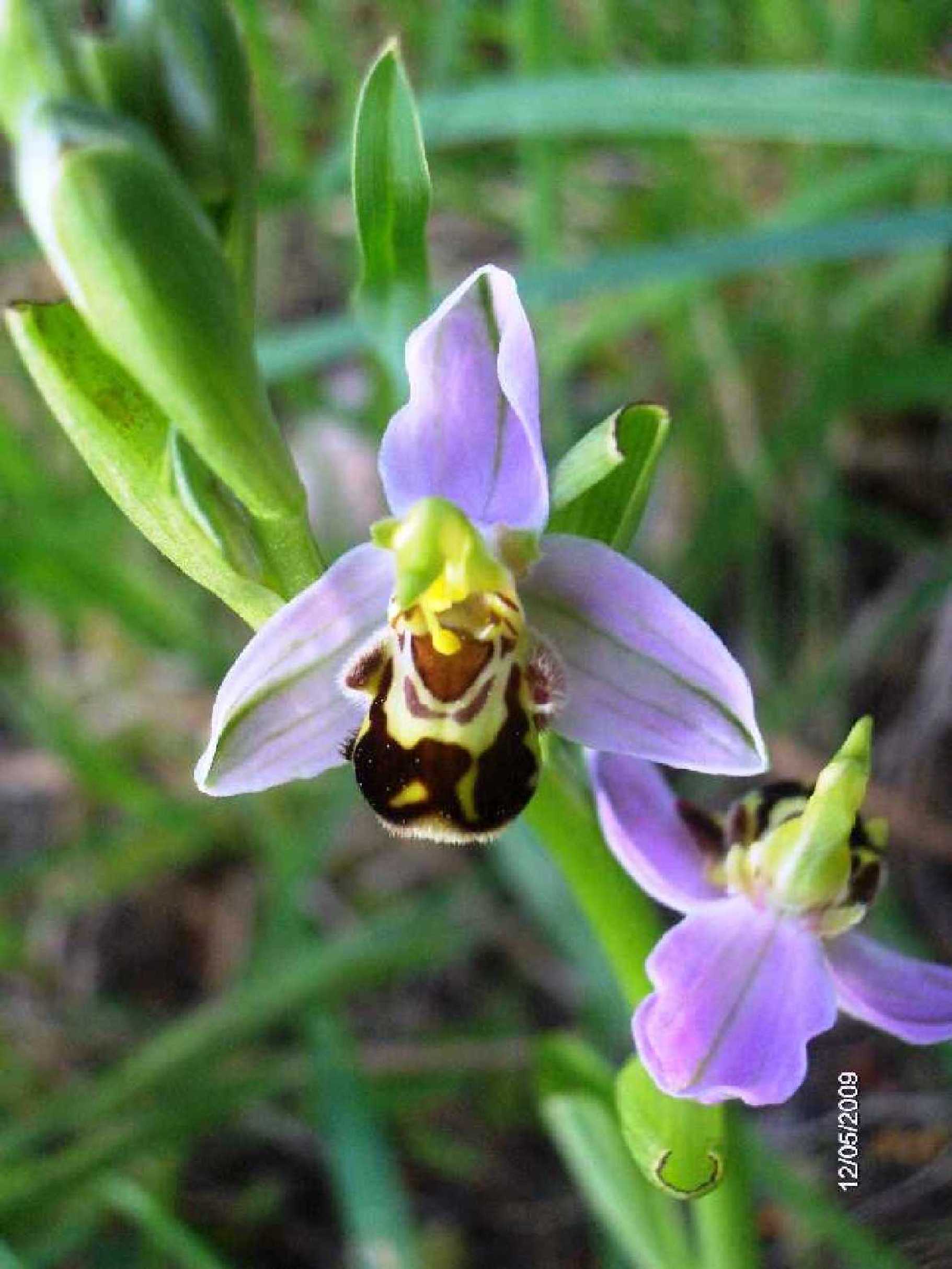 Ophrys sp.?