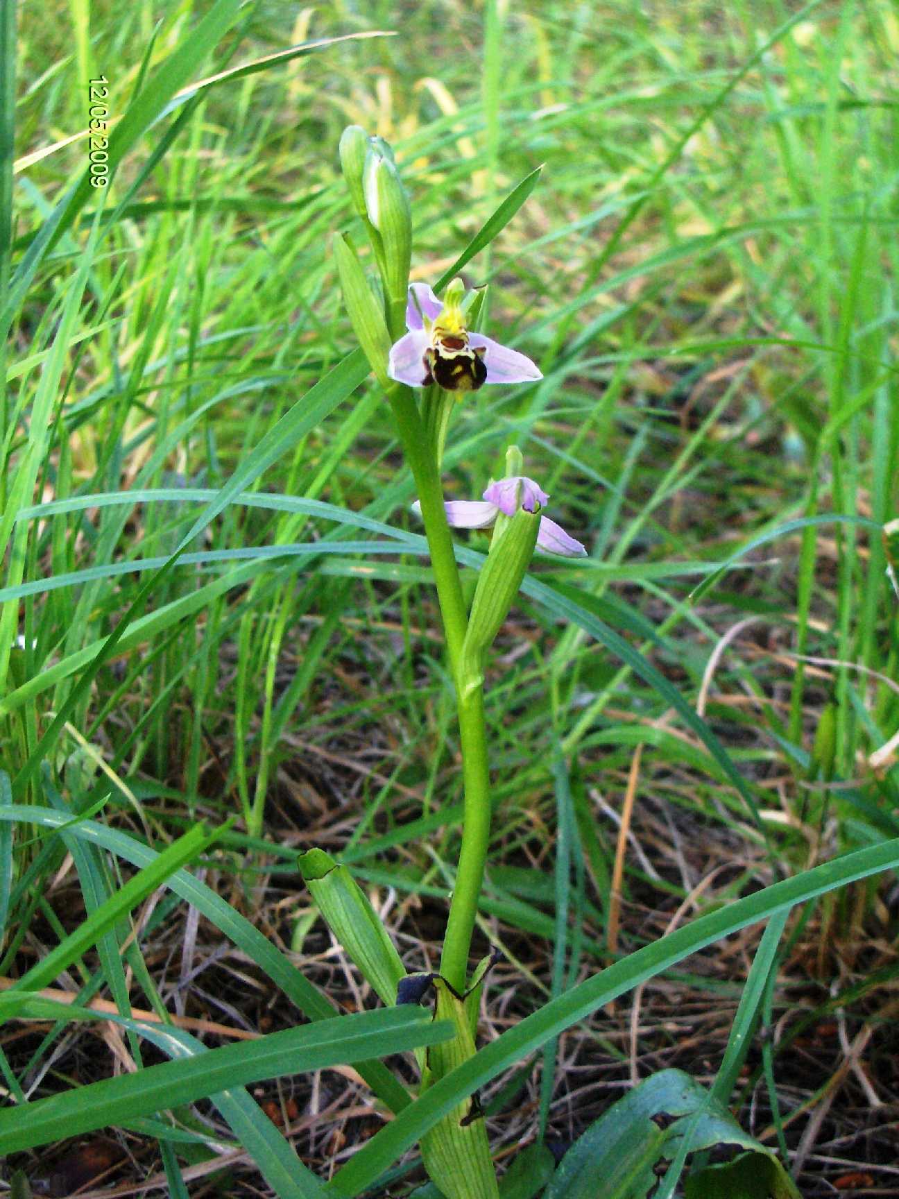 Ophrys sp.?