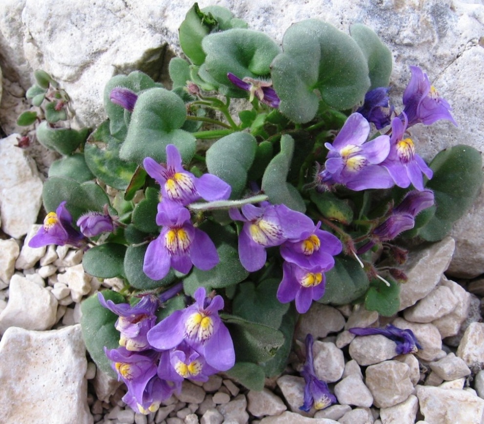 Cymbalaria pallida (Ten) Wettst.