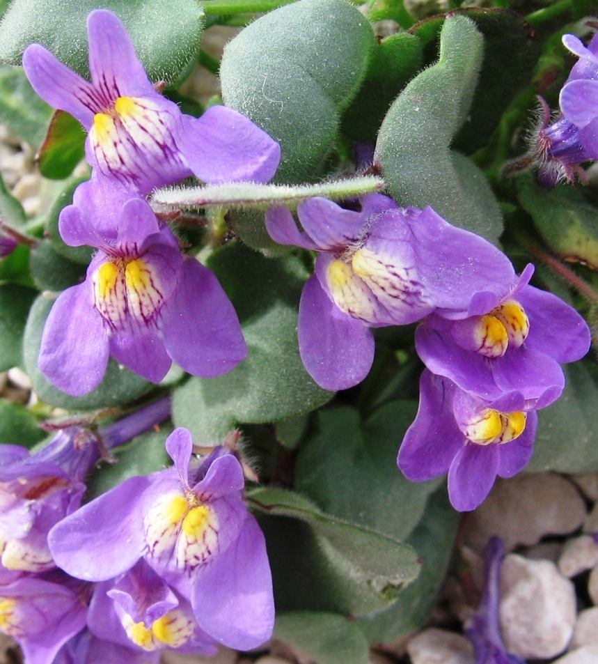 Cymbalaria pallida (Ten) Wettst.