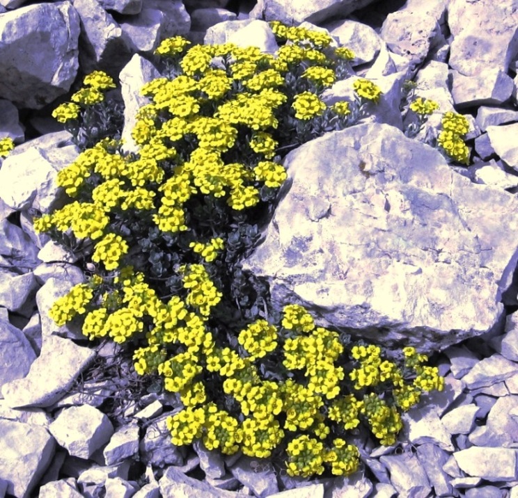 Alyssum cuneifolium / Alisso con foglie a cuneo