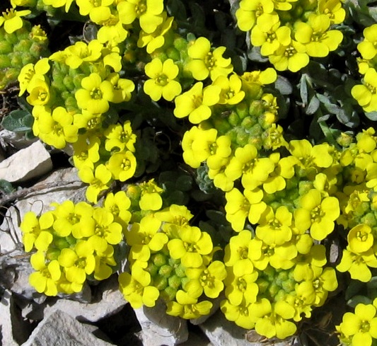 Alyssum cuneifolium / Alisso con foglie a cuneo