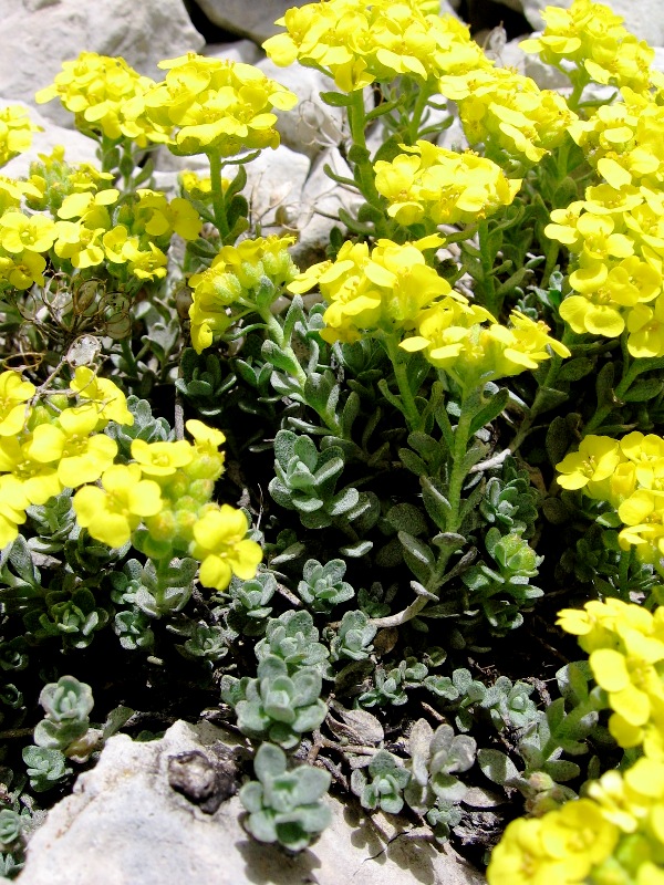 Alyssum cuneifolium / Alisso con foglie a cuneo