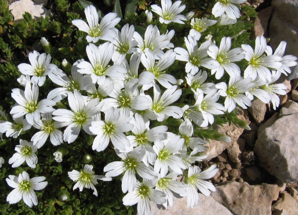 Cerastium thomasii / Peverina di Thomas