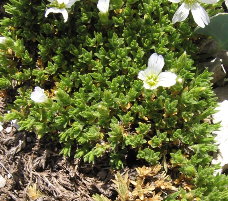 Cerastium thomasii / Peverina di Thomas