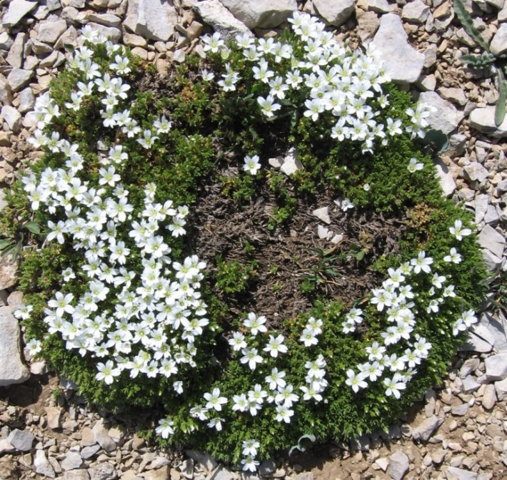 Cerastium thomasii / Peverina di Thomas