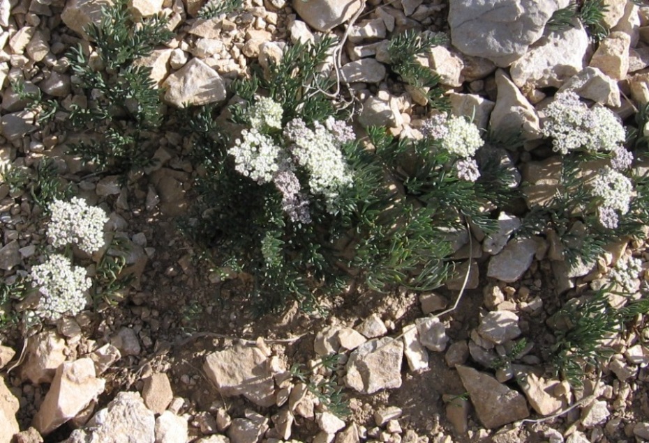 Bunium petraeum / Bulbocastano abruzzese