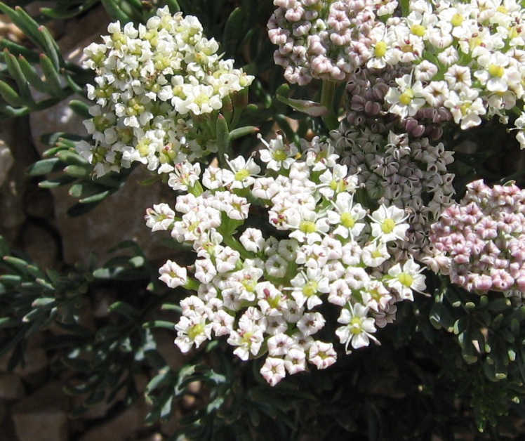 Bunium petraeum / Bulbocastano abruzzese