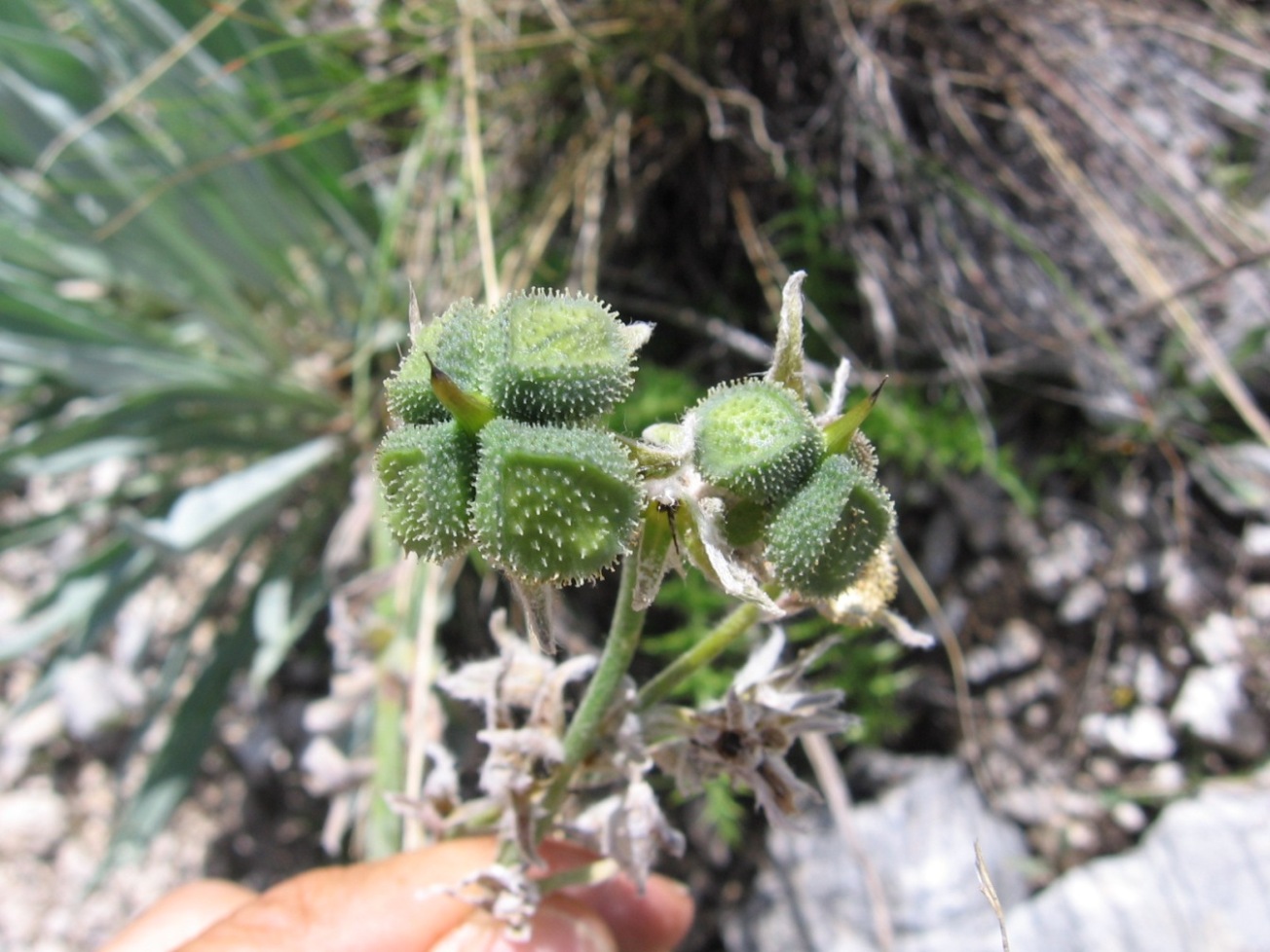 Cynoglossum magellense / Cinoglosso della Majella