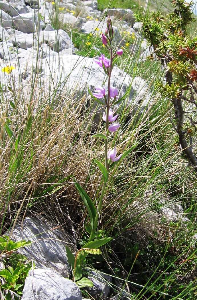 Cephalanthera rubra