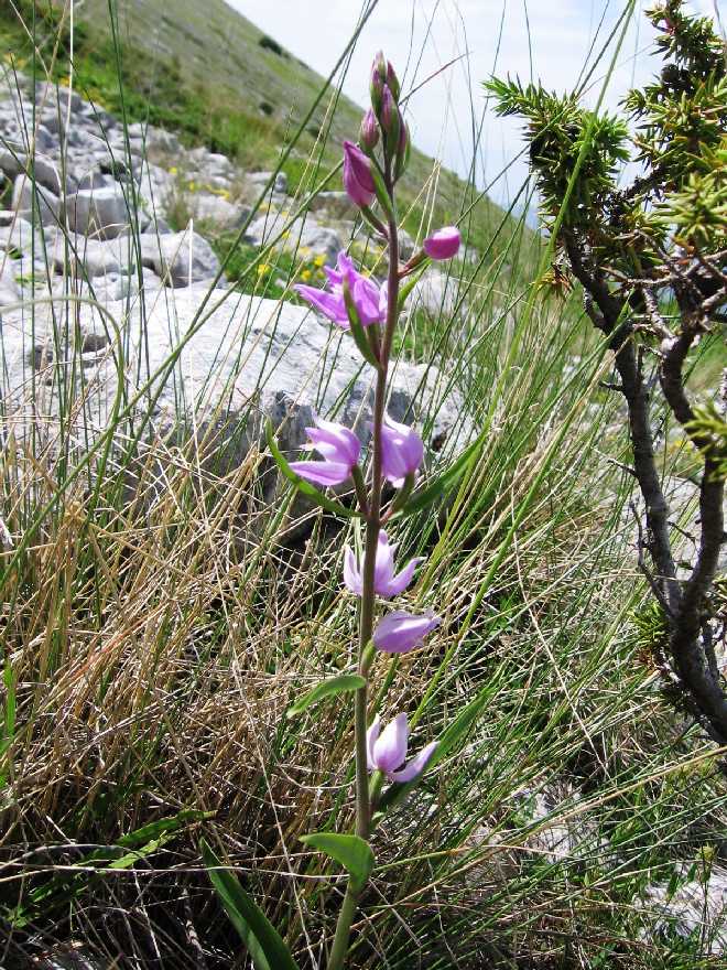 Cephalanthera rubra