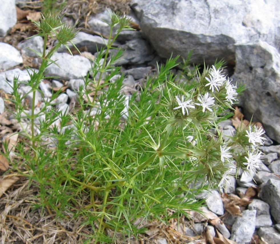 Drypis spinosa / Dripide comune