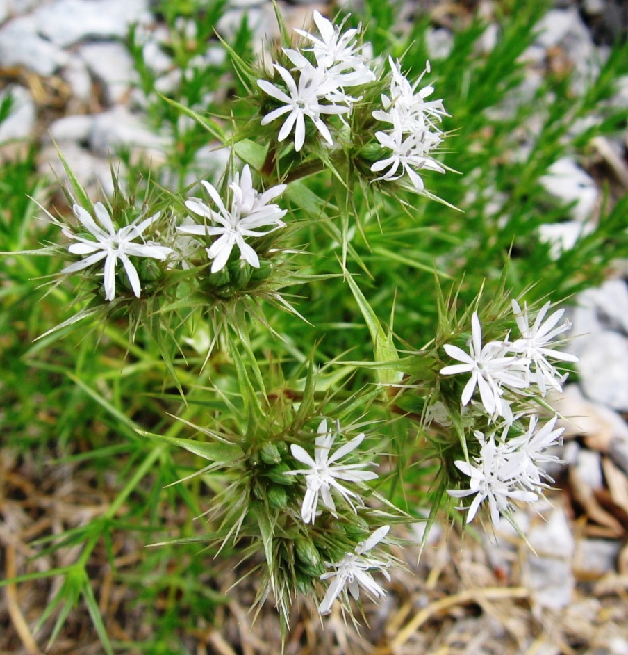 Drypis spinosa / Dripide comune