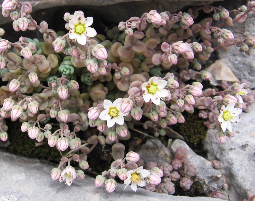 Sedum dasyphyllum