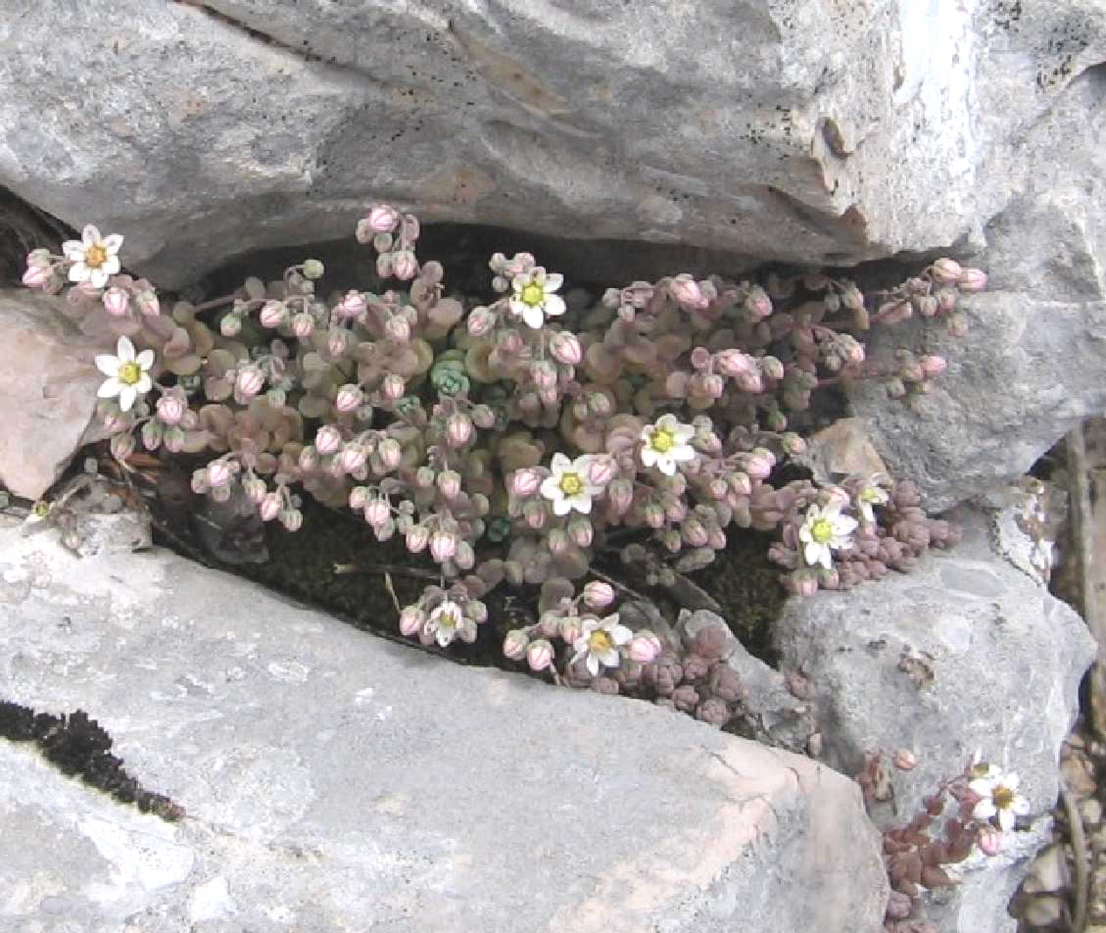 Sedum dasyphyllum