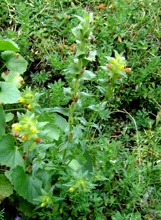 sotto Pino mugo 2 - Scrophulariacea, Rhinanthus sp.