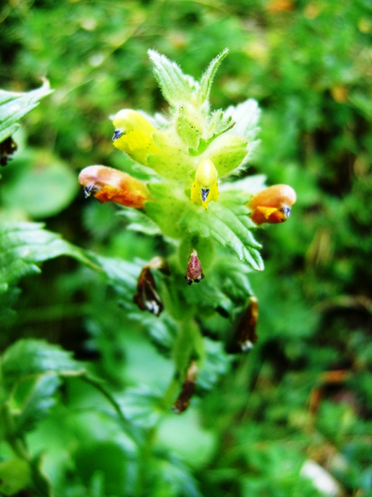 sotto Pino mugo 2 - Scrophulariacea, Rhinanthus sp.