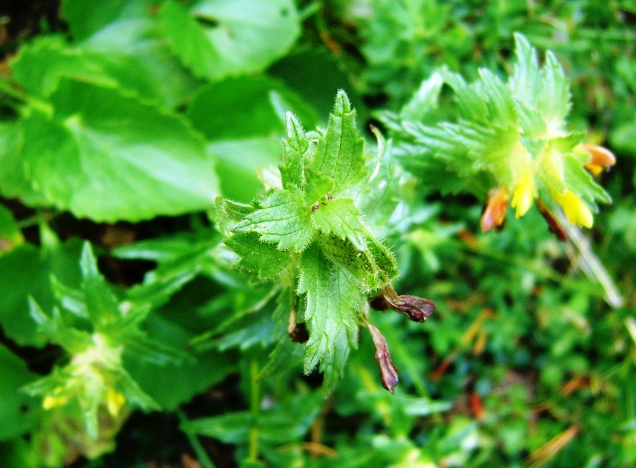 sotto Pino mugo 2 - Scrophulariacea, Rhinanthus sp.