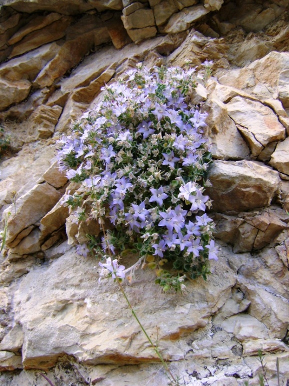 Campanula fragilis subsp. cavolinii