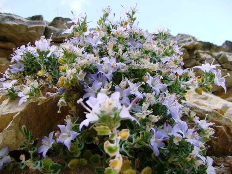 Campanula fragilis subsp. cavolinii