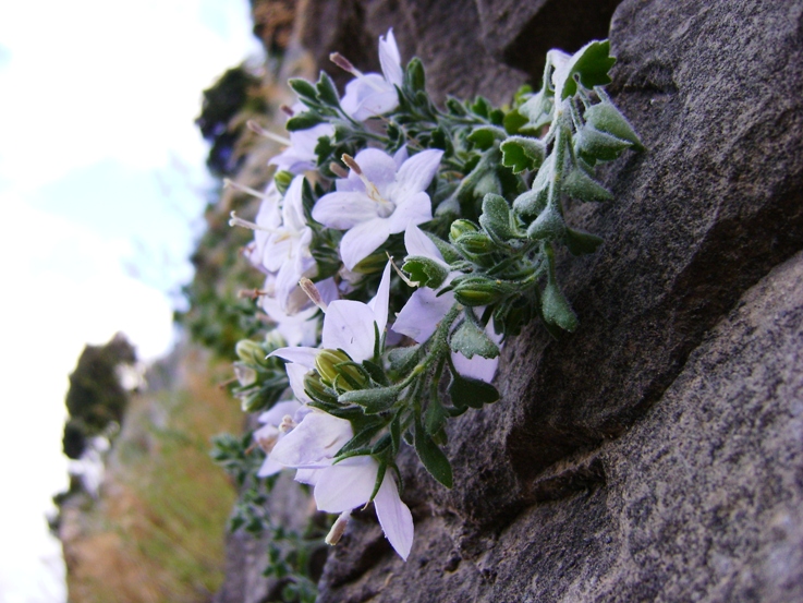 Campanula fragilis subsp. cavolinii