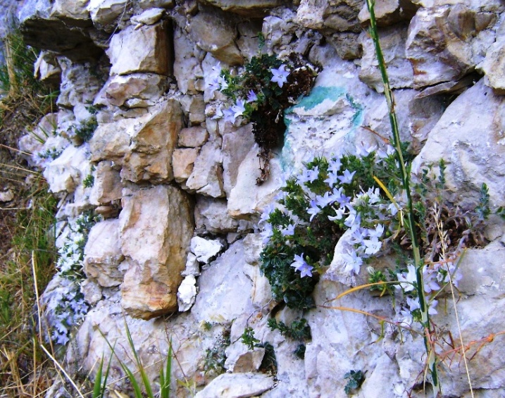 Campanula fragilis subsp. cavolinii