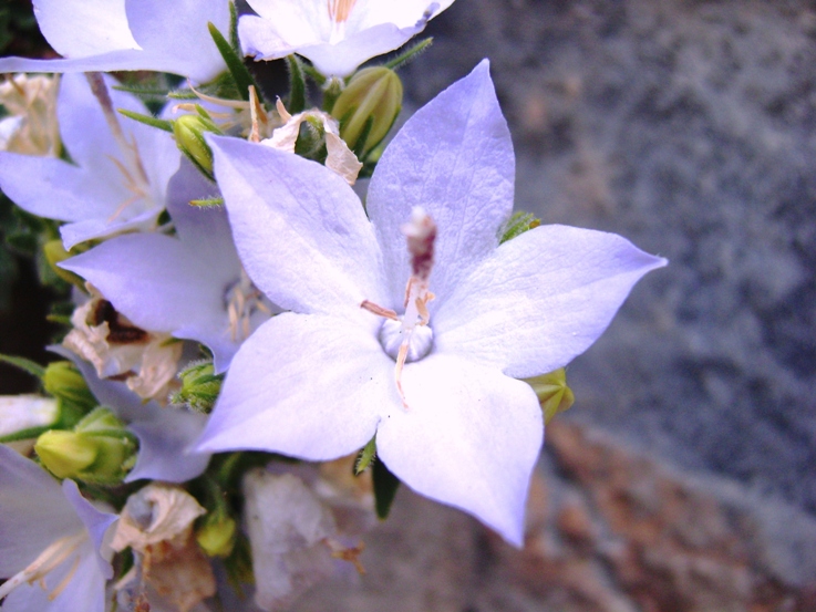 Campanula fragilis subsp. cavolinii