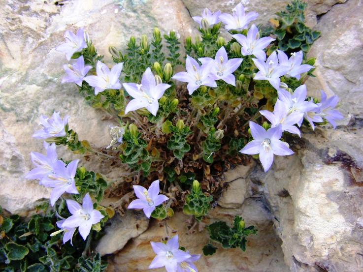 Campanula fragilis subsp. cavolinii