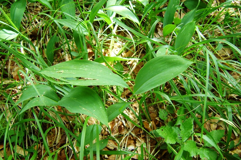 Mughetto? si, Convallaria majalis