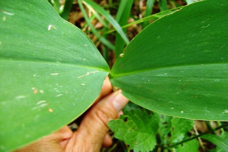 Mughetto? si, Convallaria majalis