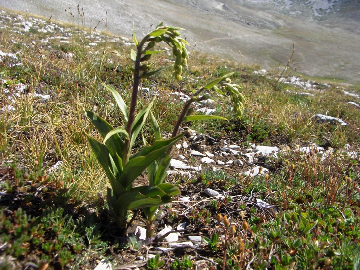 Epipactis atrorubens