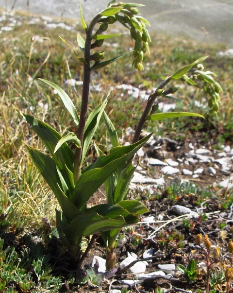 Epipactis atrorubens