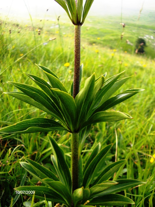 incontro piacevole. Lilium martagon