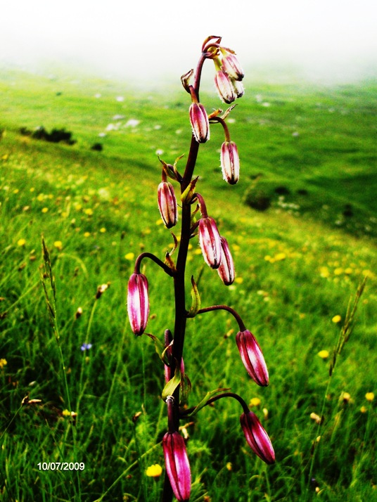 incontro piacevole. Lilium martagon