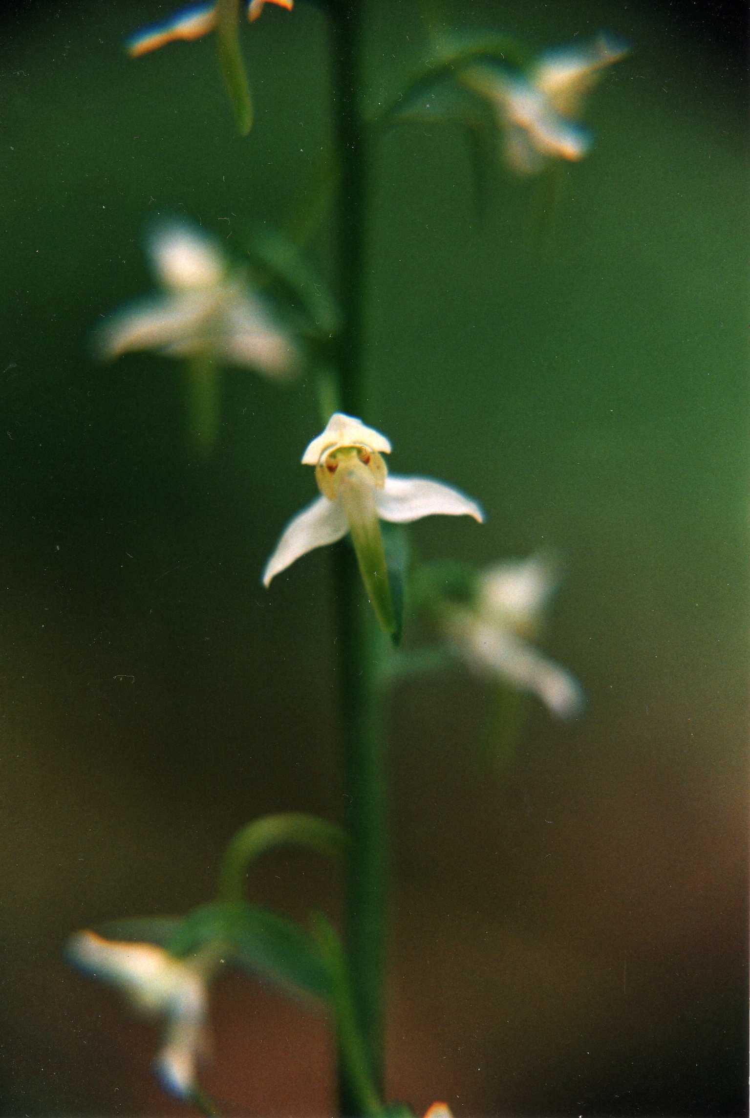 Platanthera  bifolia