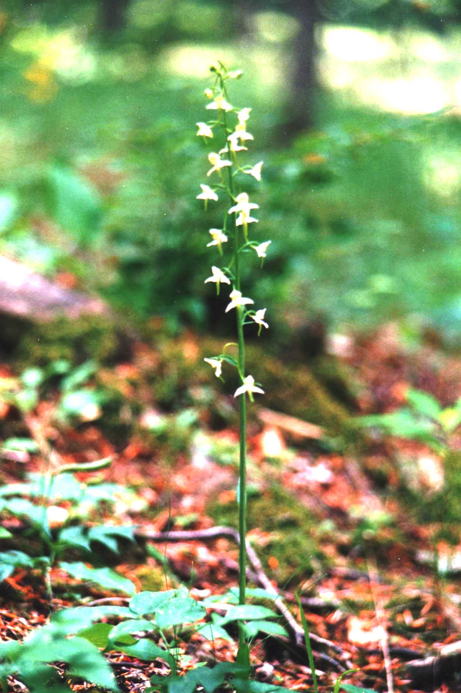 Platanthera  bifolia