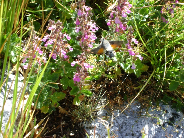 Teucrium chamaedrys / Camedrio comune