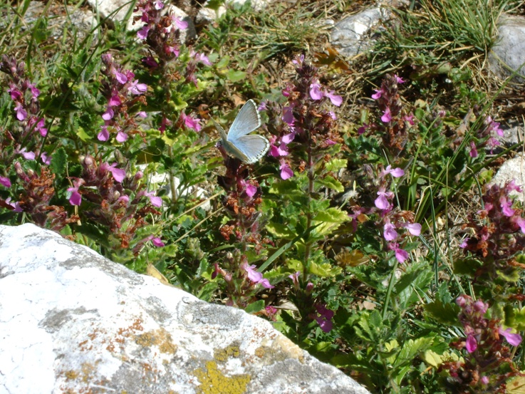 Teucrium chamaedrys / Camedrio comune