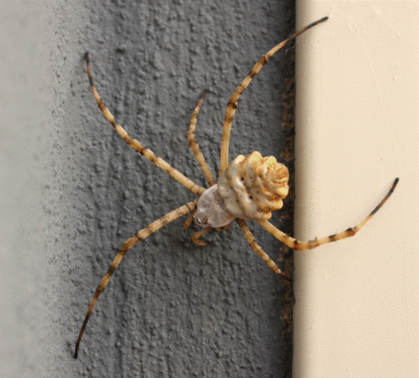 Argiope lobata