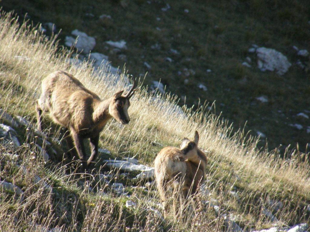 Camoscio d''Abruzzo Rupicapra pyrenaica ornata