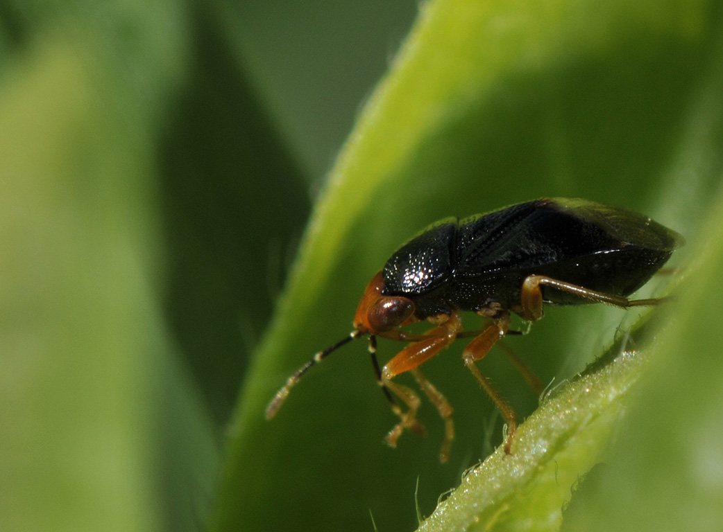 Geocoris (Piocoris) erythrocephalus