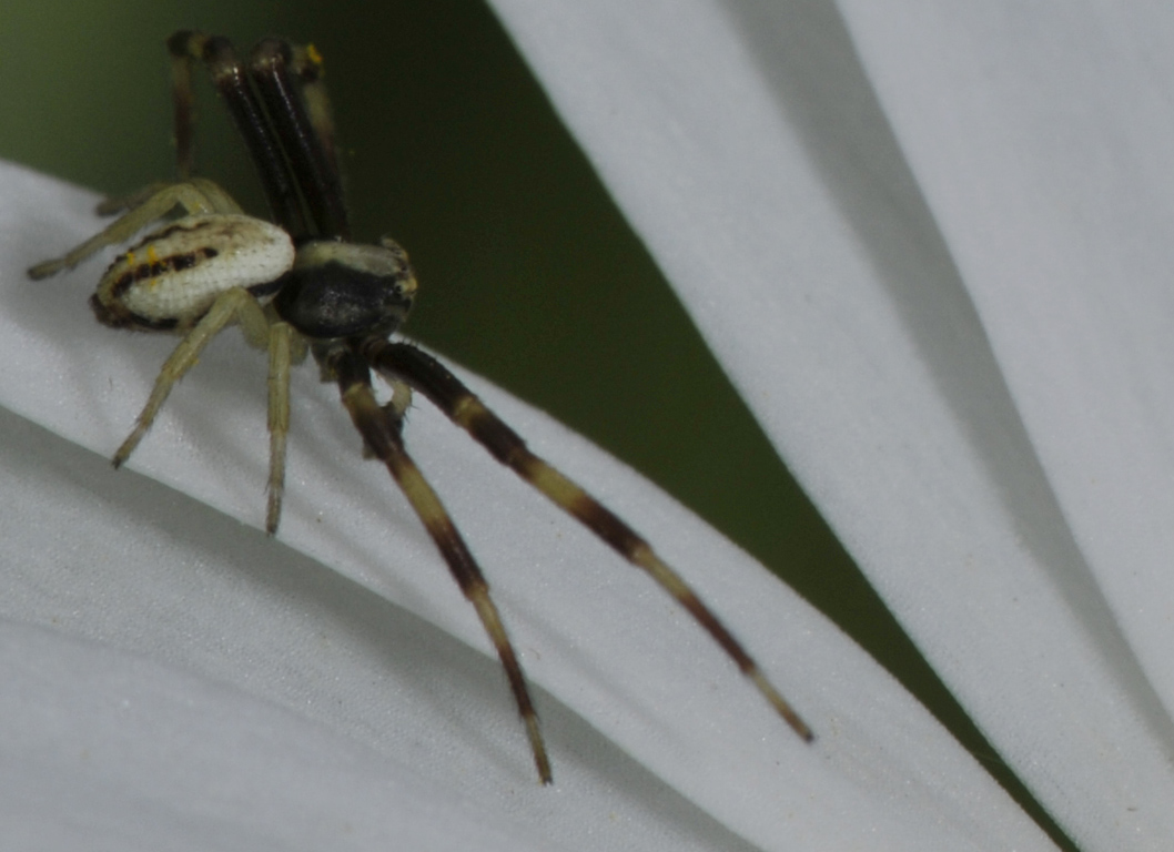 Misumena vatia