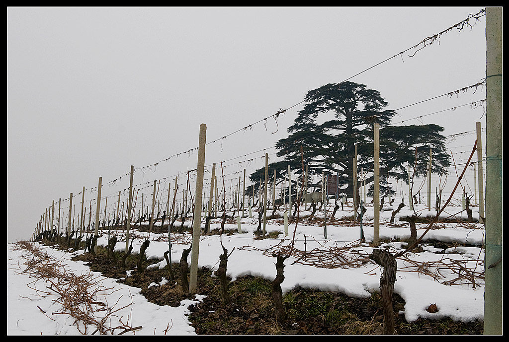 Le colline del vino