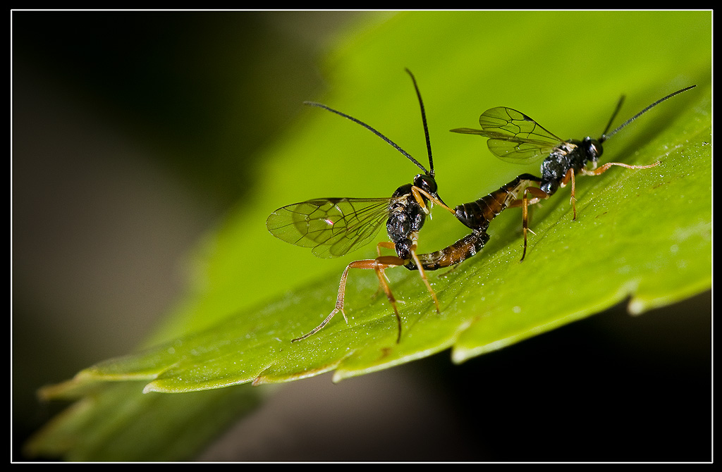 Accoppiamento di Ichneumonidae.