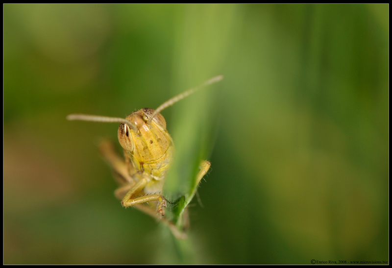 Prime foto macro anche per me