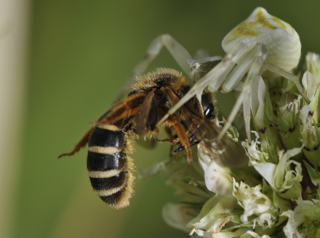 Caccia Grossa: Thomisus onustus