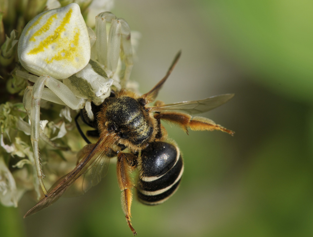 Caccia Grossa: Thomisus onustus