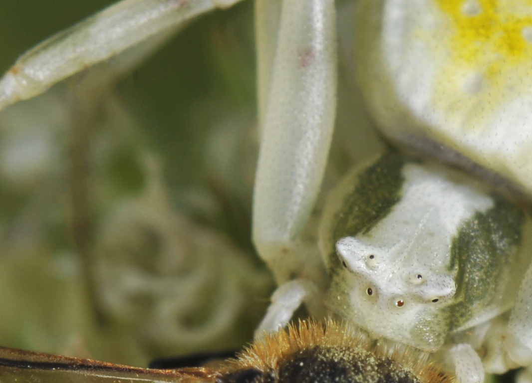 Caccia Grossa: Thomisus onustus